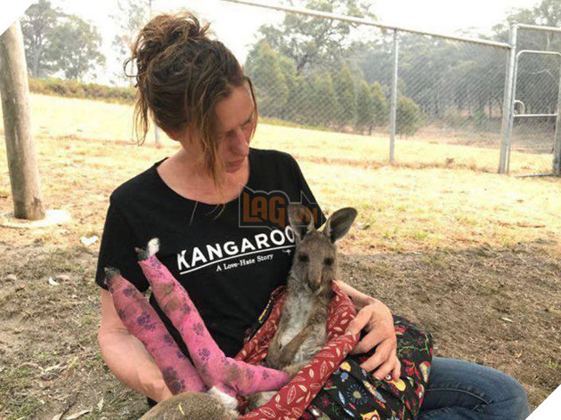 Cô kangaroo được giải cứu, mỗi ngày đều ôm tình nguyện viên để cảm ơn