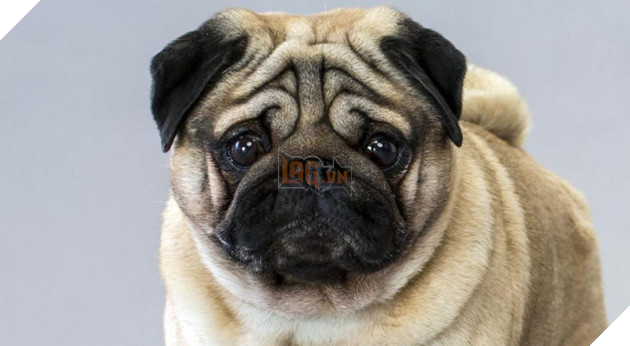 Chó Pug: Đằng sau vẻ dễ thương là tấn bi kịch mua vui cho loài người 2
