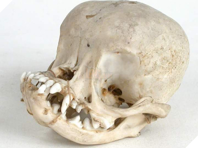 Chó Pug: Đằng sau vẻ dễ thương là tấn bi kịch mua vui cho loài người