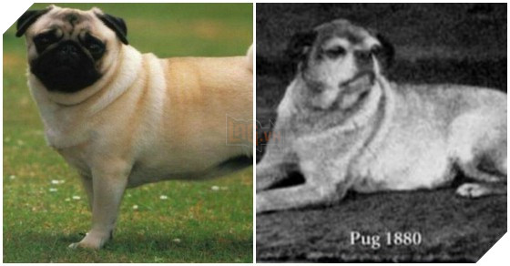 Chó Pug: Đằng sau vẻ dễ thương là tấn bi kịch mua vui cho loài người 5