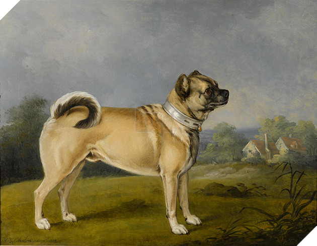 Chó Pug: Đằng sau vẻ dễ thương là tấn bi kịch mua vui cho loài người 6