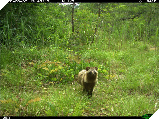 Phép màu giữa khu rừng phóng xạ của Fukushima và minh chứng cho câu: Chỉ cần con người không tới, thiên nhiên sẽ tự biết cách tồn tại 5