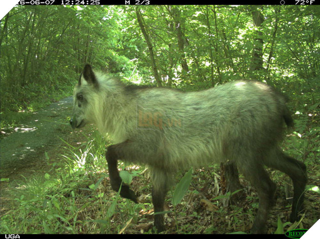Phép màu giữa khu rừng phóng xạ của Fukushima và minh chứng cho câu: Chỉ cần con người không tới, thiên nhiên sẽ tự biết cách tồn tại