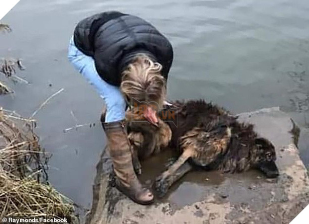 Bị chủ nhân buộc đá vào chân thả xuống sông, chú chó tội nghiệp vật lộn cố ngoi lên mặt nước để giữ mạng sống 2