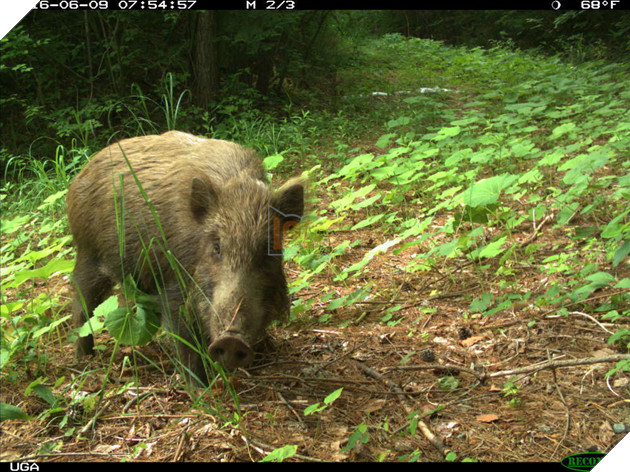 Phép màu giữa khu rừng phóng xạ của Fukushima và minh chứng cho câu: Chỉ cần con người không tới, thiên nhiên sẽ tự biết cách tồn tại 2