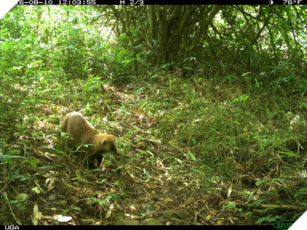 Phép màu giữa khu rừng phóng xạ của Fukushima và minh chứng cho câu: Chỉ cần con người không tới, thiên nhiên sẽ tự biết cách tồn tại 3