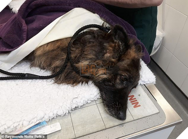 Bị chủ nhân buộc đá vào chân thả xuống sông, chú chó tội nghiệp vật lộn cố ngoi lên mặt nước để giữ mạng sống 4