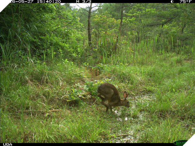 Phép màu giữa khu rừng phóng xạ của Fukushima và minh chứng cho câu: Chỉ cần con người không tới, thiên nhiên sẽ tự biết cách tồn tại 4