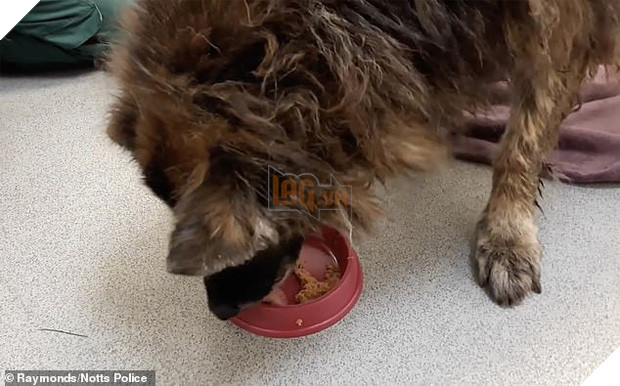 Bị chủ nhân buộc đá vào chân thả xuống sông, chú chó tội nghiệp vật lộn cố ngoi lên mặt nước để giữ mạng sống 5