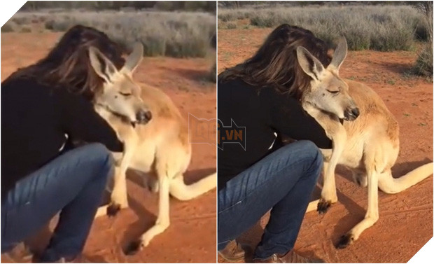 Loạt hình ảnh tràn lan trên MXH về đại thảm họa cháy rừng ở Úc: Giải cứu kangaroo, cô bé và bức tường lửa... đều không phải là thật - Ảnh 4.