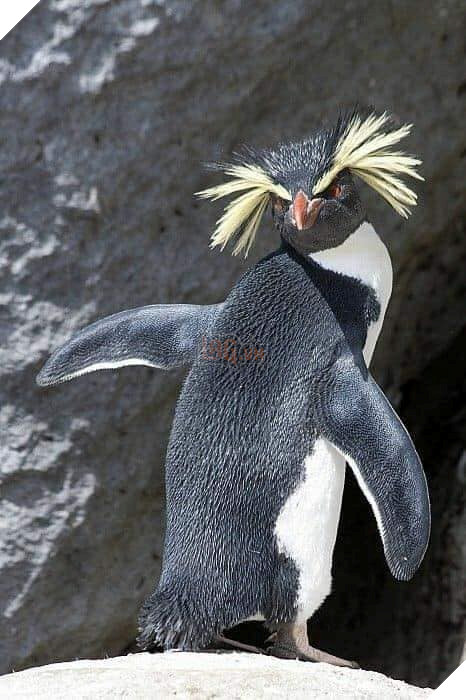 Chim cánh cụt Một xã hội đầy tệ nạn 4