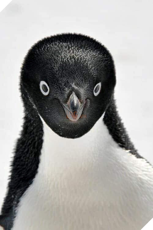 Chim cánh cụt Một xã hội đầy tệ nạn 3