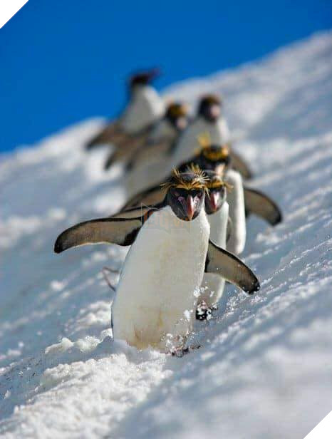 Chim cánh cụt Một xã hội đầy tệ nạn