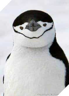 Chim cánh cụt Một xã hội đầy tệ nạn 2