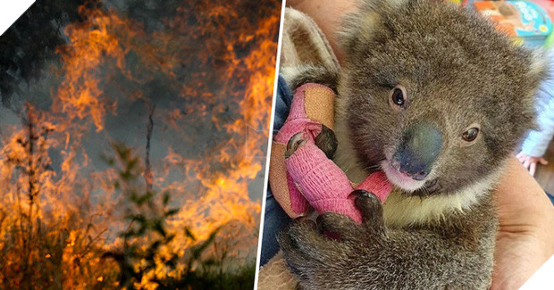 Choáng váng: WWF dự đoán hơn MỘT TỈ sinh vật có thể đã chết vì vụ cháy rừng đại thảm họa của Úc, và đó chưa phải con số cuối cùng - Ảnh 3.