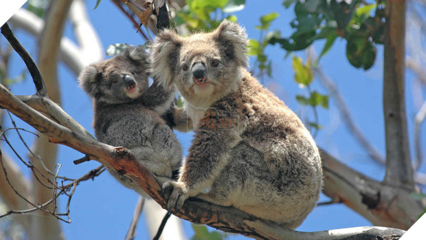 Choáng váng: WWF dự đoán hơn MỘT TỈ sinh vật có thể đã chết vì vụ cháy rừng đại thảm họa của Úc, và đó chưa phải con số cuối cùng - Ảnh 2.