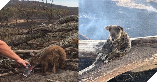 Choáng váng: WWF dự đoán hơn MỘT TỈ sinh vật có thể đã chết vì vụ cháy rừng đại thảm họa của Úc, và đó chưa phải con số cuối cùng - Ảnh 1.