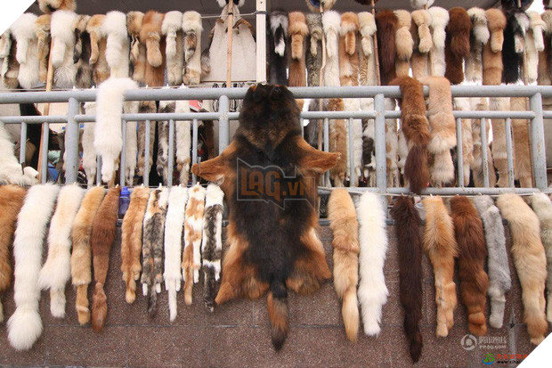 Nở rộ ngành công nghiệp lông mèo tàn bạo tại Trung Quốc khiến hàng trăm nghìn người yêu động vật thế giới xót xa - Ảnh 1.