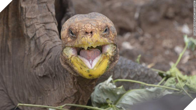 Cụ rùa trăm tuổi làm chuyện ấy nhiều đến nỗi cứu cả giống loài khỏi tuyệt chủng, nửa thế kỷ đẻ 800 đứa con - Ảnh 2.