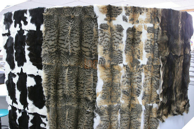 Nở rộ ng&#224;nh c&#244;ng nghiệp l&#244;ng m&#232;o t&#224;n bạo tại Trung Quốc khiến h&#224;ng trăm ngh&#236;n người y&#234;u động vật thế giới x&#243;t xa - Ảnh 3.