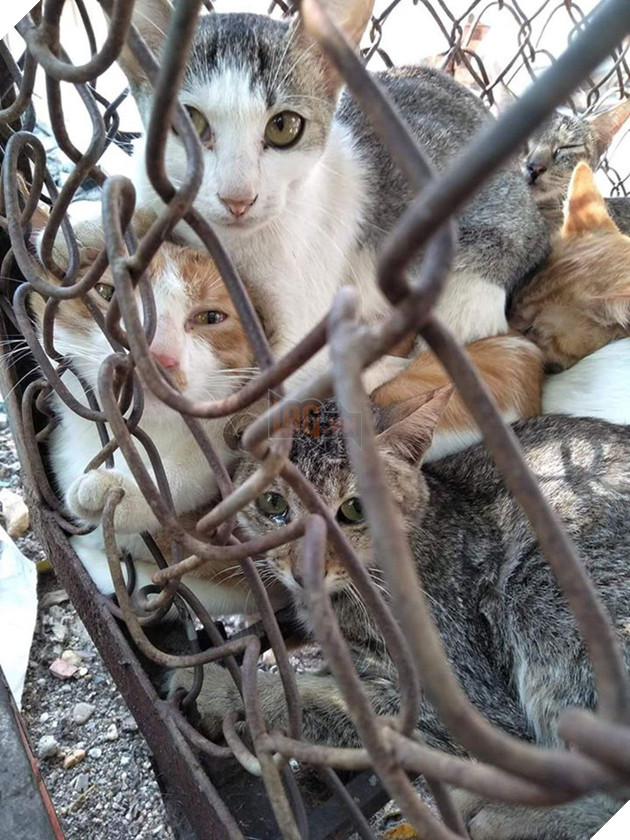 Nở rộ ng&#224;nh c&#244;ng nghiệp l&#244;ng m&#232;o t&#224;n bạo tại Trung Quốc khiến h&#224;ng trăm ngh&#236;n người y&#234;u động vật thế giới x&#243;t xa - Ảnh 5.