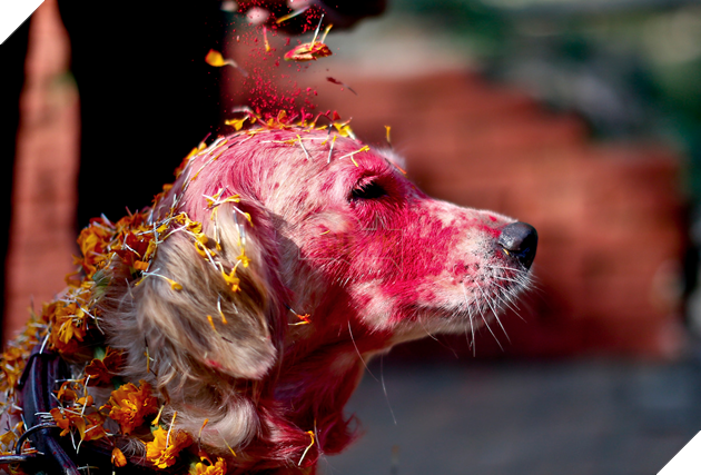 Mô tả hình ảnh