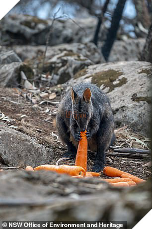 Úc: Mưa cà rốt và khoai lang cứu đói động vật bị cháy rừng - Ảnh 4.