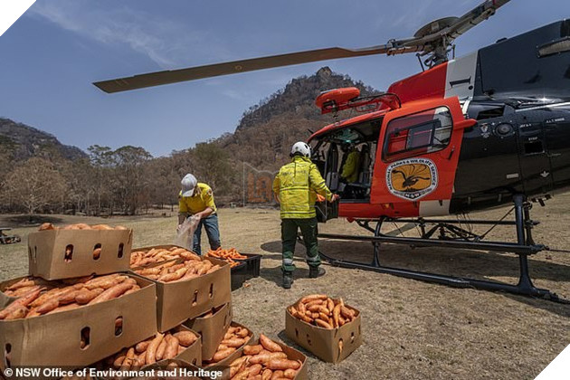 Úc: Mưa cà rốt và khoai lang cứu đói động vật bị cháy rừng - Ảnh 3.