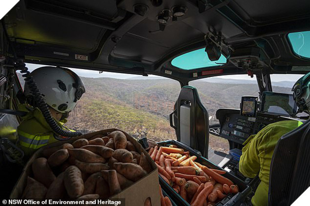 Úc: Mưa cà rốt và khoai lang cứu đói động vật bị cháy rừng - Ảnh 2.