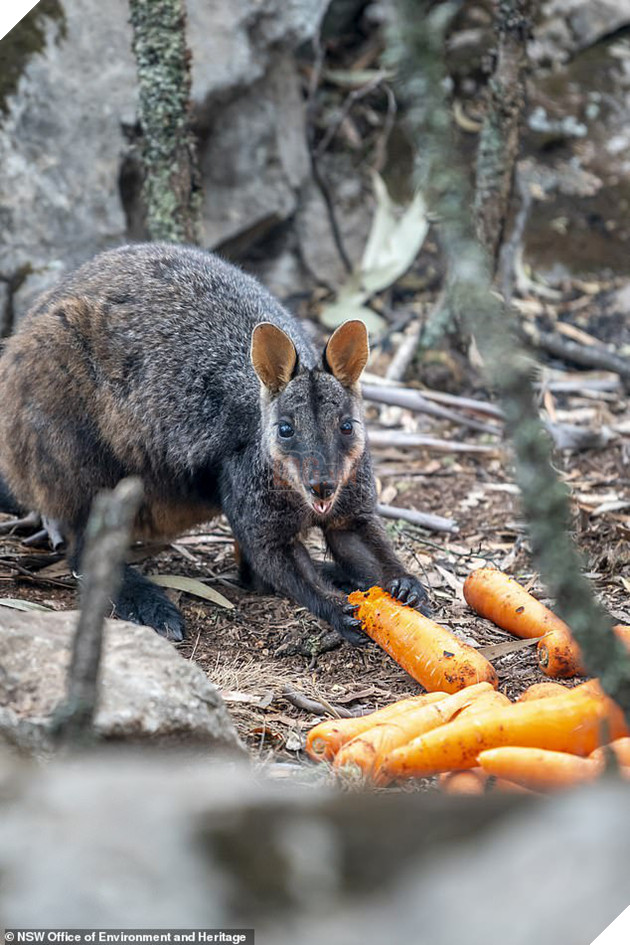 Úc: Mưa cà rốt và khoai lang cứu đói động vật bị cháy rừng - Ảnh 5.