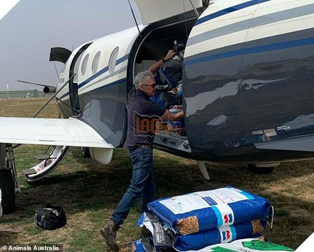 Úc: Mưa cà rốt và khoai lang cứu đói động vật bị cháy rừng - Ảnh 6.
