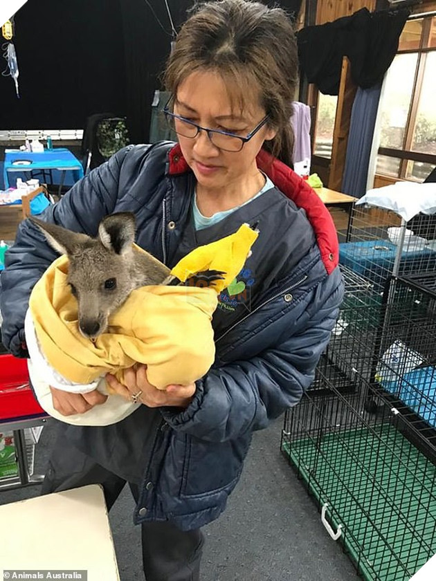 Úc: Mưa cà rốt và khoai lang cứu đói động vật bị cháy rừng - Ảnh 7.