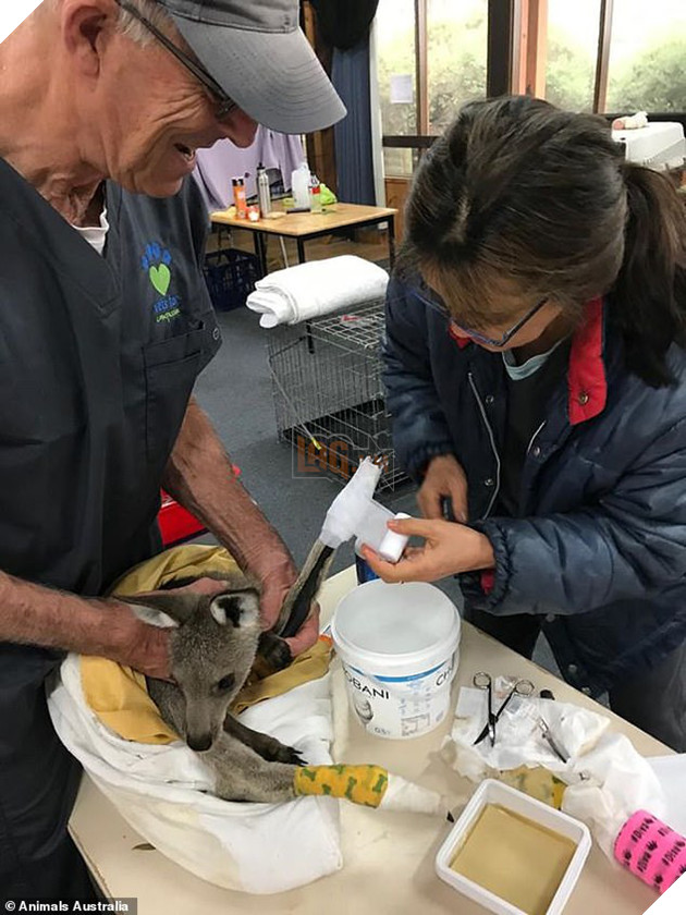 Úc: Mưa cà rốt và khoai lang cứu đói động vật bị cháy rừng - Ảnh 8.