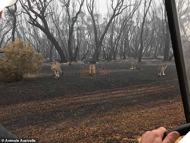 Úc: Mưa cà rốt và khoai lang cứu đói động vật bị cháy rừng - Ảnh 9.