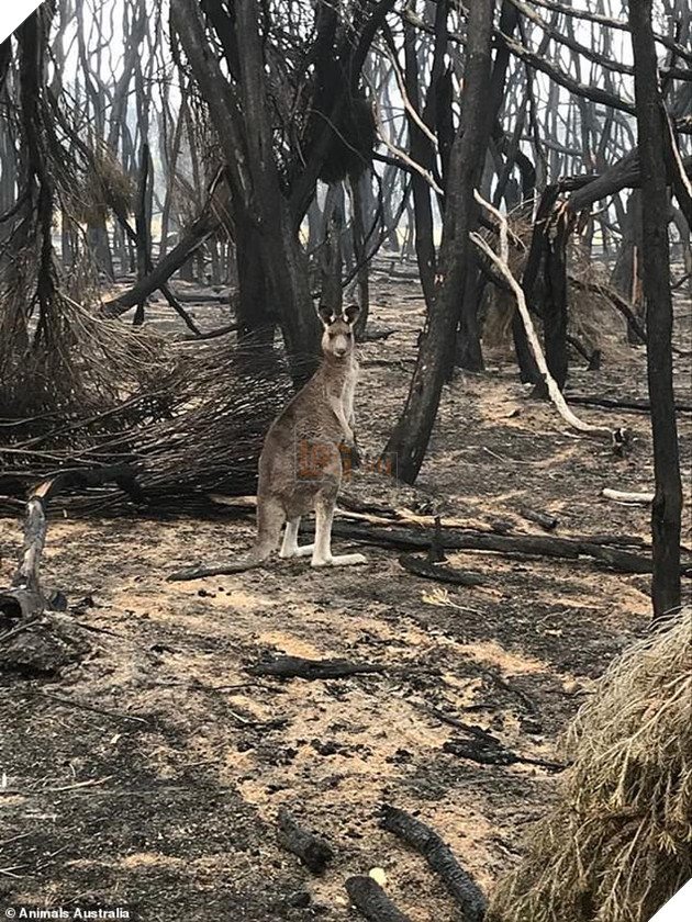 Úc: Mưa cà rốt và khoai lang cứu đói động vật bị cháy rừng - Ảnh 10.