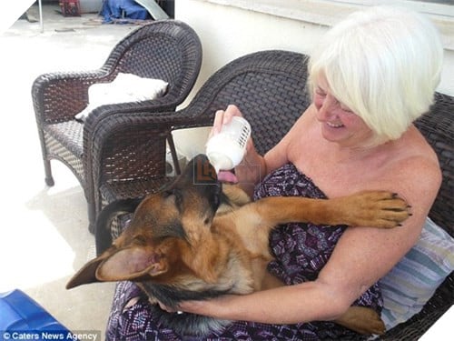 Chú cún tưởng mình là trẻ con, mê ngậm ti giả và bú bình 2