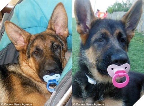 Chú cún tưởng mình là trẻ con, mê ngậm ti giả và bú bình 3