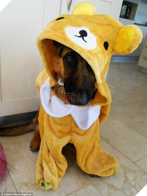 Chú cún tưởng mình là trẻ con, mê ngậm ti giả và bú bình 4