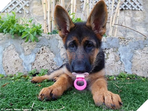 Chú cún tưởng mình là trẻ con, mê ngậm ti giả và bú bình 6