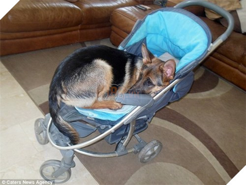 Chú cún tưởng mình là trẻ con, mê ngậm ti giả và bú bình 7