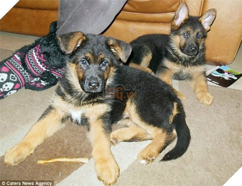 Chú cún tưởng mình là trẻ con, mê ngậm ti giả và bú bình 9