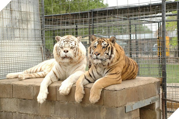 Sự thật đau lòng đằng sau những con hổ trắng oai hùng: Khi biểu tượng huyền thoại là sản phẩm của một ngành công nghiệp siêu lợi nhuận nhưng phi đạo đức - Ảnh 3.