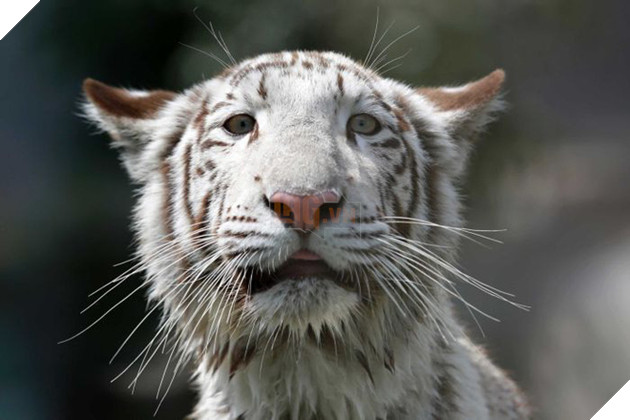 Sự thật đau l&#242;ng đằng sau những con hổ trắng oai h&#249;ng: Khi biểu tượng huyền thoại l&#224; sản phẩm của một ng&#224;nh c&#244;ng nghiệp si&#234;u lợi nhuận nhưng phi đạo đức - Ảnh 2.