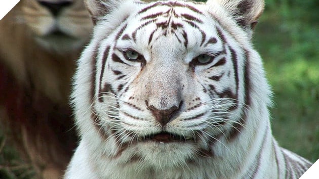 Sự thật đau l&#242;ng đằng sau những con hổ trắng oai h&#249;ng: Khi biểu tượng huyền thoại l&#224; sản phẩm của một ng&#224;nh c&#244;ng nghiệp si&#234;u lợi nhuận nhưng phi đạo đức - Ảnh 2.