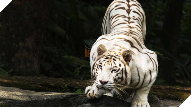 Sự thật đau lòng đằng sau những con hổ trắng oai hùng: Khi biểu tượng huyền thoại là sản phẩm của một ngành công nghiệp siêu lợi nhuận nhưng phi đạo đức - Ảnh 1.