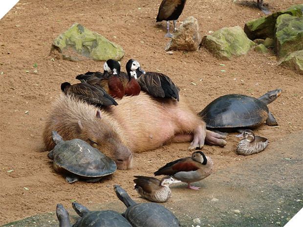 Chỉ mong đời thật an nhiên và yên bình như chuột lang béo ú: Thân thiện như hoa hậu hoàn vũ, giao lưu từ đầu gấu cho tới hiền lành trong giới động vật