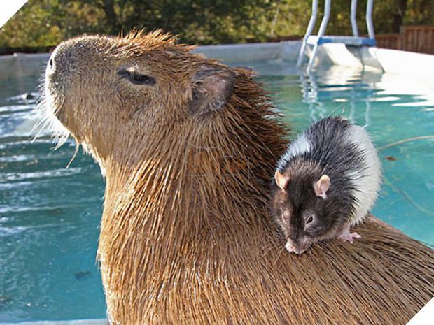 Chỉ mong đời thật an nhiên và yên bình như chuột lang béo ú: Thân thiện như hoa hậu hoàn vũ, giao lưu từ đầu gấu cho tới hiền lành trong giới động vật 2