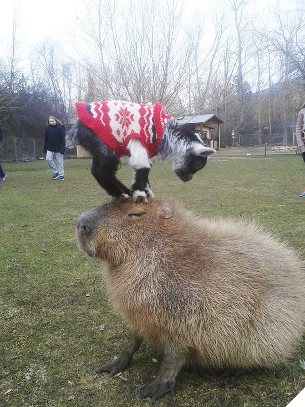 Chỉ mong đời thật an nhiên và yên bình như chuột lang béo ú: Thân thiện như hoa hậu hoàn vũ, giao lưu từ đầu gấu cho tới hiền lành trong giới động vật 3