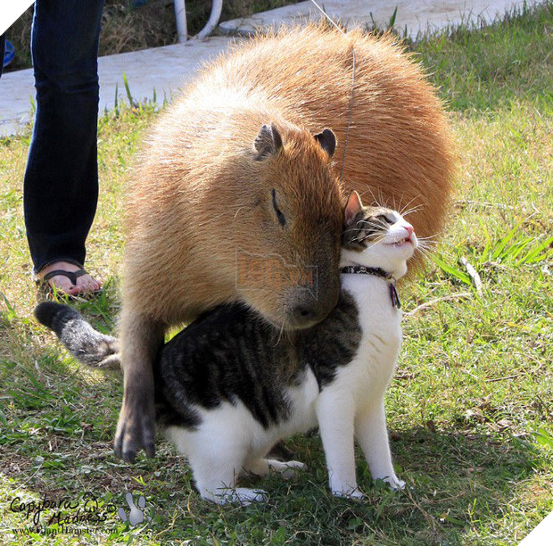 Chỉ mong đời thật an nhiên và yên bình như chuột lang béo ú: Thân thiện như hoa hậu hoàn vũ, giao lưu từ đầu gấu cho tới hiền lành trong giới động vật 4