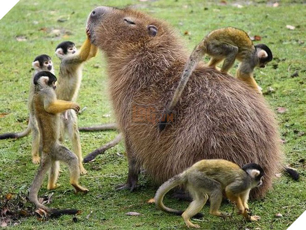 Chỉ mong đời thật an nhiên và yên bình như chuột lang béo ú: Thân thiện như hoa hậu hoàn vũ, giao lưu từ đầu gấu cho tới hiền lành trong giới động vật 5